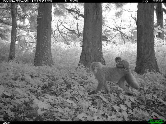 Japanese macaques (snow monkeys) preferred the restricted zones.