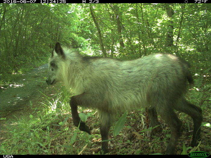 Japanese serow — goat-like mammals with long legs like antelope — seem to prefer the inhabited zone.