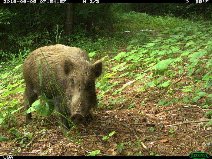 The analysis showed that wild boars were three to four times more likely to be found in the deserted zone than in the areas occupied by humans.