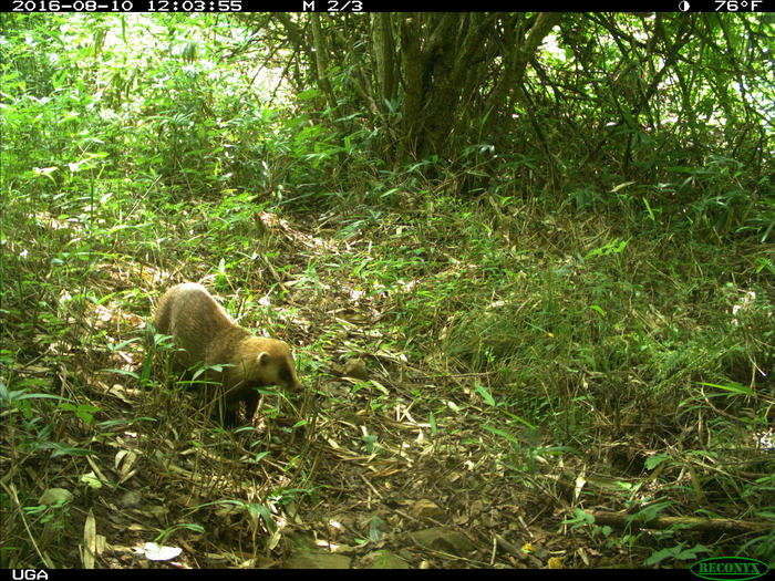 The researchers used that information to study how wild animals are faring in Fukushima.