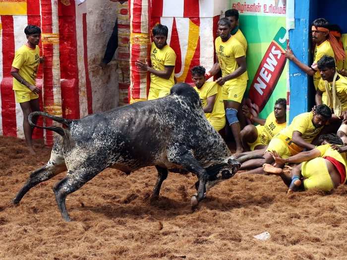 The Tamil Nadu government believes the festival is significant for the "survival and well-being of the native breed of bulls and preserving cultural traditions".