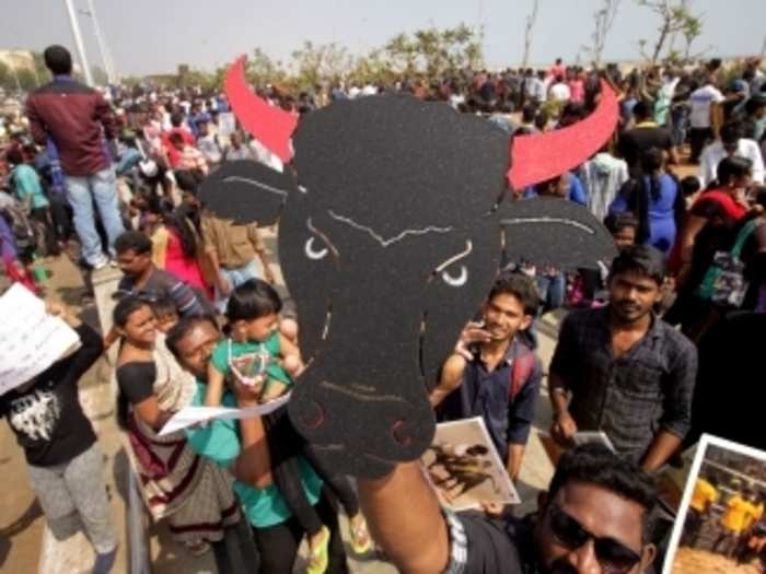 In 2014, the Supreme Court of India banned the sport following complaints of animal cruelty. However, the decision was reversed in 2017 following massive protests.