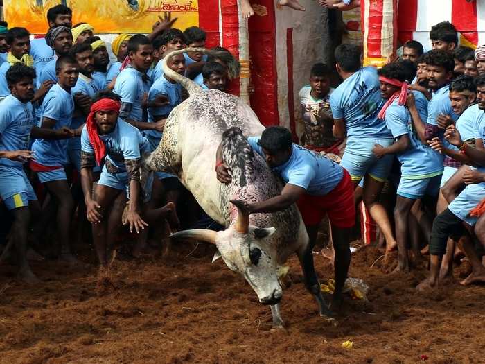Sometimes, bulls are stabbed with knives by participants who try to win the game. For supporters, this is a tradition they worship. Farmers believe bulls are a perfect show of strength.
