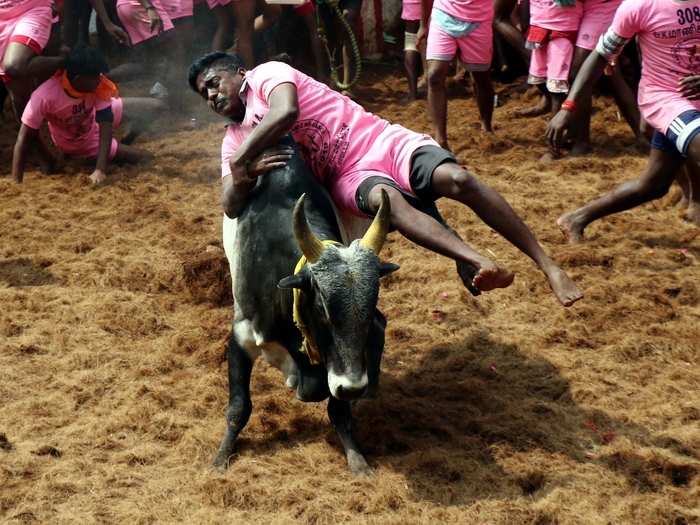 For years, Jallikattu has been criticised for animal cruelty. It is reportedly said that bull owners throw lime juice and chilli into the eye’s of the bull to turn them aggressive during the game.