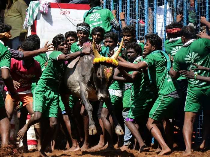 It is an important festival for farmers in India who celebrate their spirit of hard work by controlling a bull.