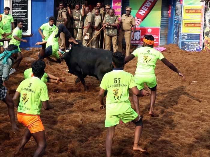 This year, Jallikattu began in Avaniyapuram in Madurai in which about 700 bulls and about 730 bull tamers participated.