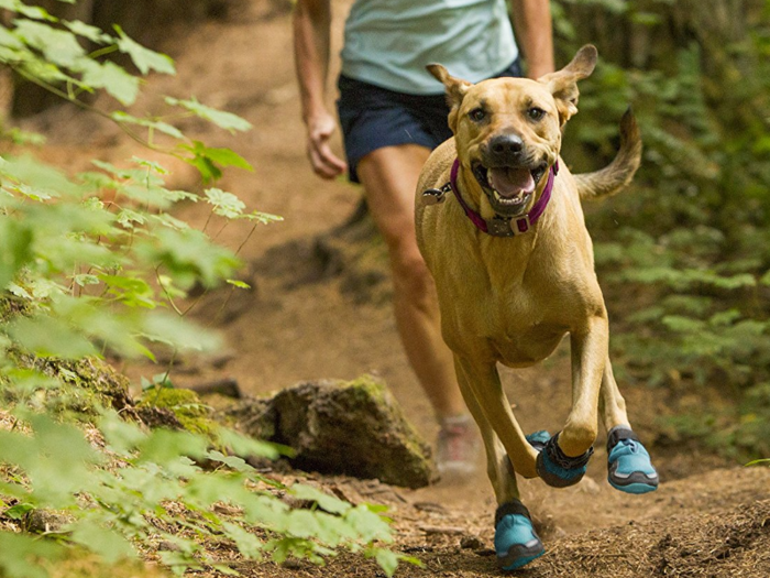 The best dog boots for hiking