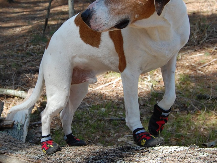 The best water resistant dog boots