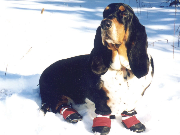 The best dog boots for winter