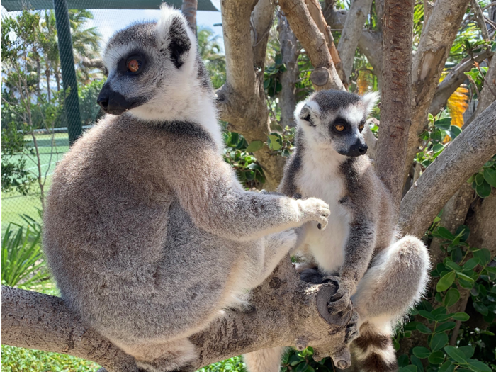 Later, it was time to meet the other residents of the island: the lemurs. Yes, lemurs live on Necker Island. In addition to preserving the environment, Richard Branson has a passion for preserving endangered species, specifically the Madagascan lemur.