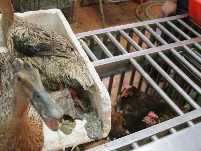 The H7N9 and H5N9 bird flus — also zoonotic viruses — were likely transmitted to humans in wet markets, too.