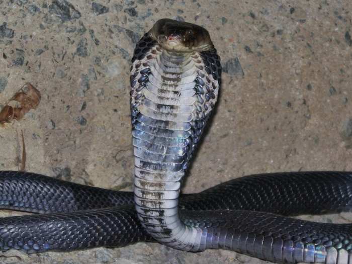 According to a group of scientists who edit the Journal of Medical Virology, the culprit in this case could be the Chinese cobra.