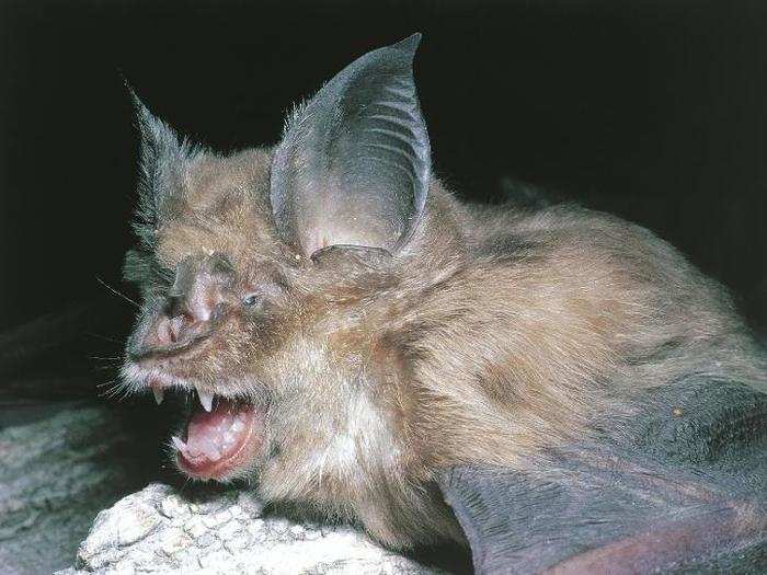 Researchers figured out that SARS originally came from a population of bats in China