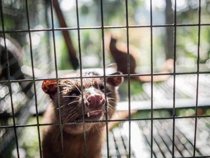 In the case of SARS, humans caught the virus from weasel-like mammals called masked palm civets.