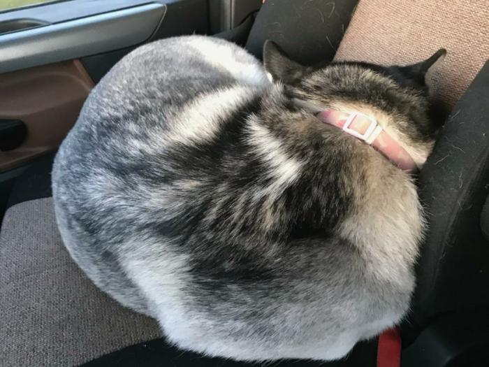 Ahri the husky made herself comfortable in the truck.