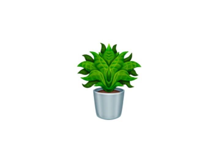 Potted plant