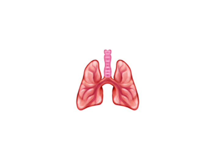 Lungs