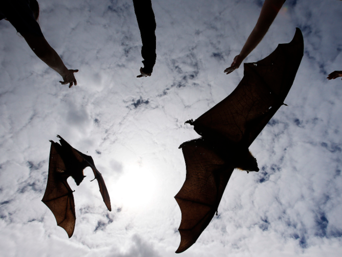 The Wuhan coronavirus seems to have originated in bats before making the jump to humans.