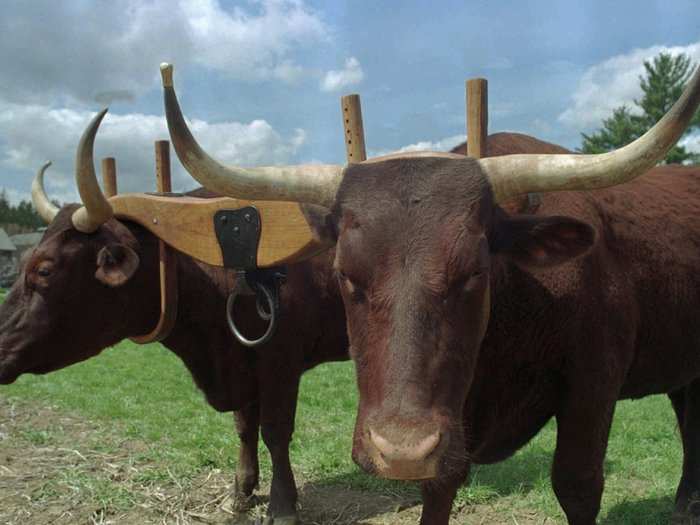 In 1876, Republicans in Brooklyn invited crowds of voters to a campaign barbecue after parading through the streets of New York with two massive oxen.