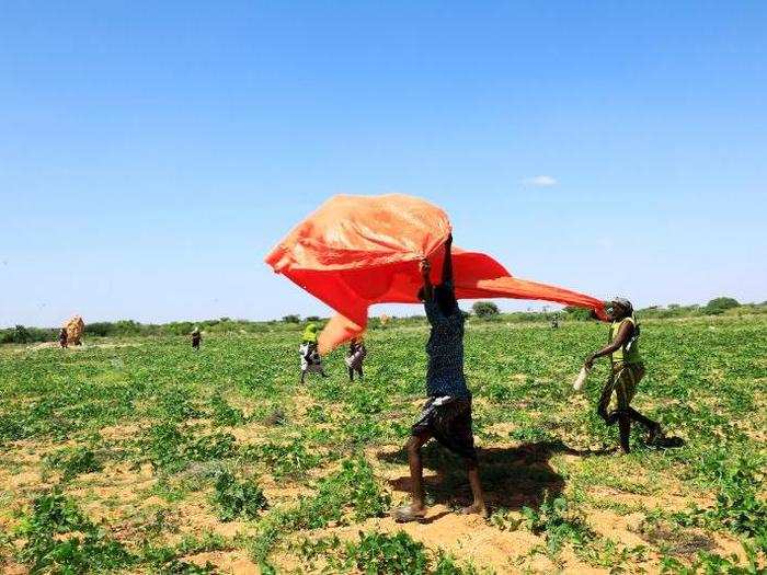 On Sunday, Somalia became the first country to declare the current locust plague a national emergency, saying that the infestation "poses a major threat to Somalia