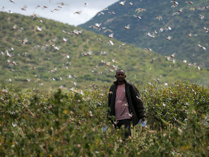 The UN estimates that 24 million people are already facing food shortages from weather, general food insecurity, and locust invasions. In Ethiopia, the UN warned that eight million people may need food aid from locust crop attacks.