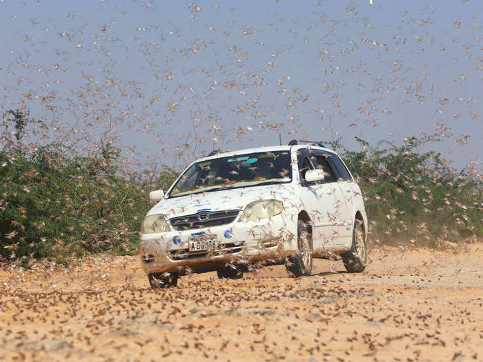 This has been the largest outbreak of desert locusts in Somalia and Ethiopia in 25 years. In Kenya, a plague of this scope hasn