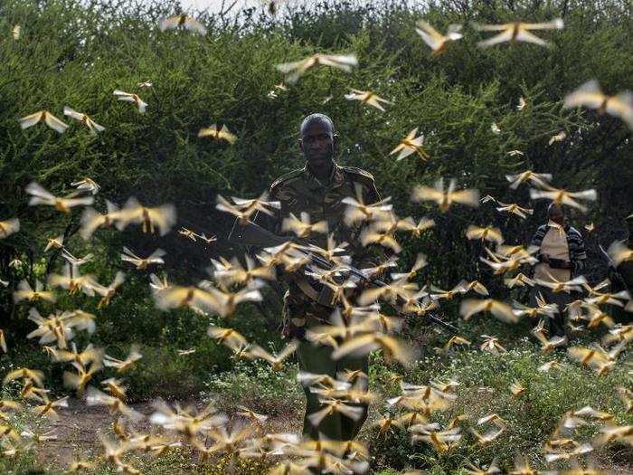 Keith Cressman, senior locust forecasting officer with the FOA, told Wired that "A locust plague is much like a wildfire...If you can find it when it