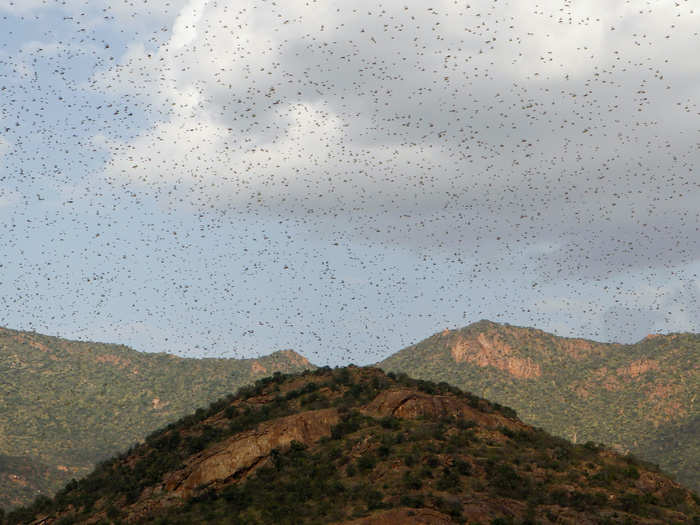 Unusual periods of heavy rainfall in 2019 created an ideal environment for the insects to breed, according to the UN. Climate scientists blame this on rapidly warming oceans, and as swarms continue to grow, they fear the locusts will soon enter South Sudan and Uganda.