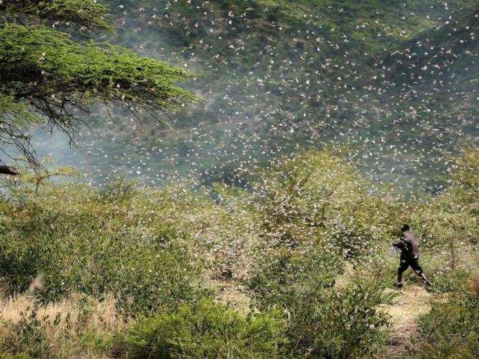 The current locust plague in East Africa is thought to have originated in Yemen, traveling over the Red Sea to Somalia, Ethiopia, and Kenya.