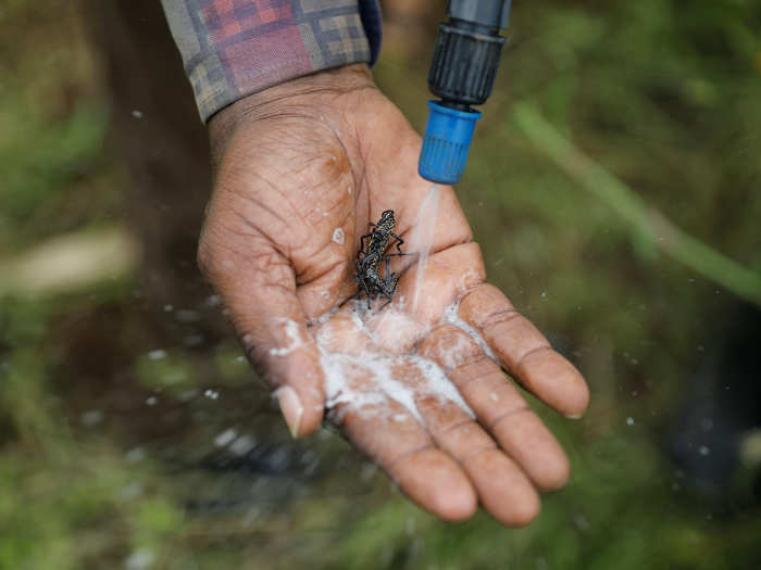 But fighting locusts is an expensive battle. From 2003-2005, $450 million was spent to stop a desert locust plague in Africa that resulted in $2.5 billion worth of crop damage.