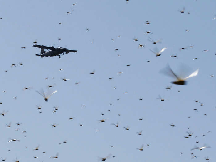 During locust plagues, pesticides are often sprayed from vehicles and small planes. But researchers have turned to non-chemical methods such as changing farming techniques, and focusing on pathogen and insect growth regulators instead.