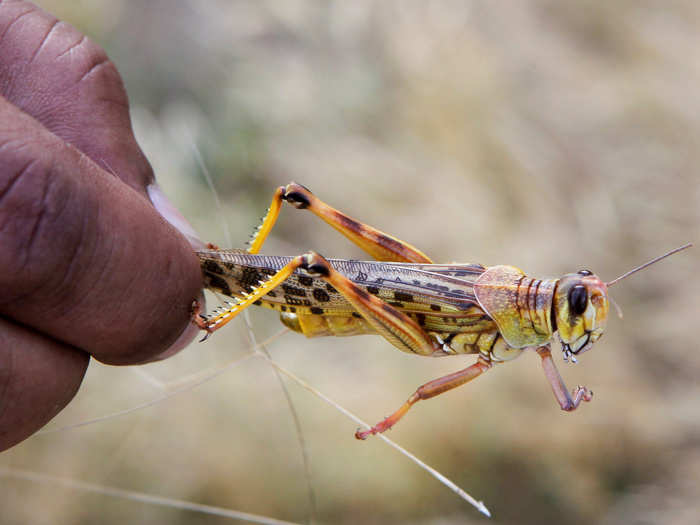 Though swarms can look menacing, desert locusts do not outwardly attack people or animals, and there is no evidence to suggest they carry diseases.