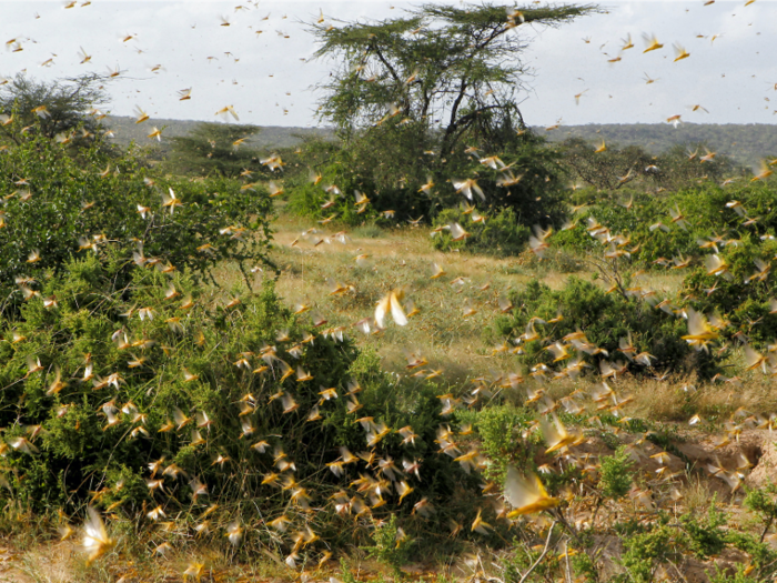 Locusts typically have a lifespan of about three to five months, depending on weather and ecological conditions. Since desert locusts breed so quickly, a plague can last longer than a decade.