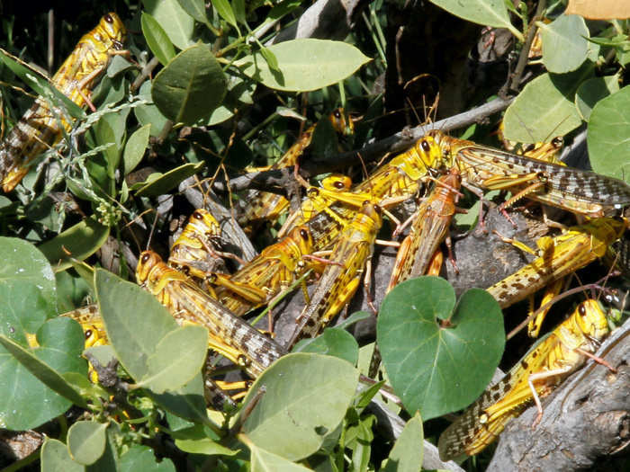 As desert locusts become more numerous, they change their behavior to be "gregarious,"and act as a part of a larger group. During this process their color changes from brown (solitary) to yellow and pink (gregarious).