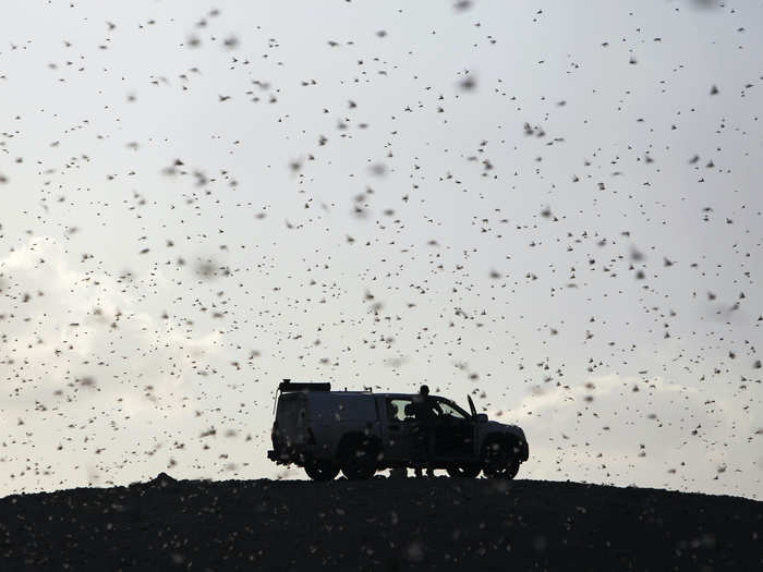 In 1988, a swarm traveled over 3,000 miles in 10 days from West Africa to the Caribbean.