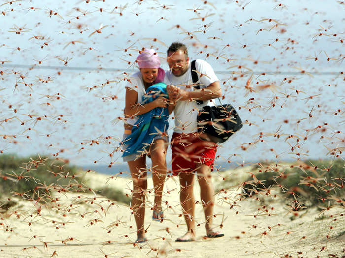 In 1954, a locust swarm traveled all the way from northwest Africa to Great Britain.