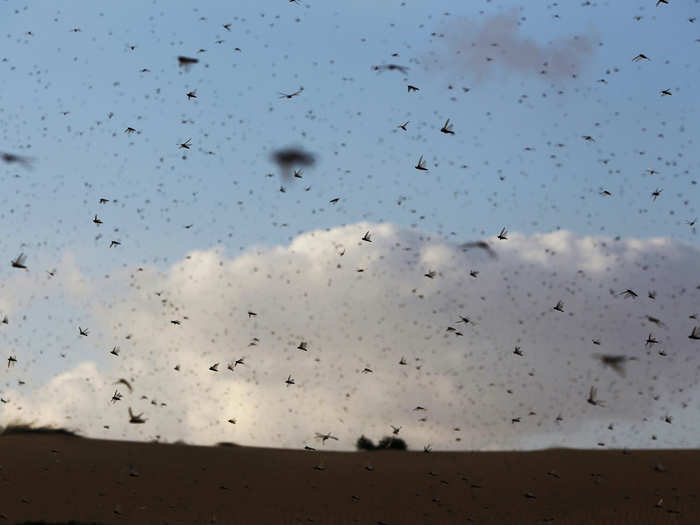 Desert locusts can travel with the wind and easily cover over 90 miles per day, with the ability to stay in the air for a long time. Swarms have regularly crossed the Red Sea, which is 186 miles wide.