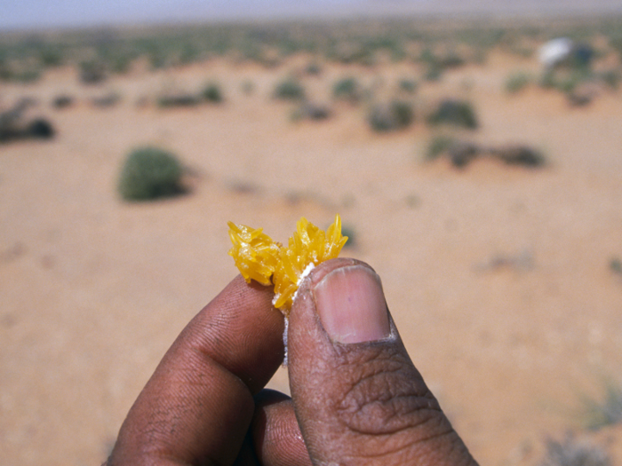 Favorable breeding conditions during plagues include moist, sandy soil, and green vegetation. Females can lay up to 158 eggs per egg pod, and are able to reproduce at least three times throughout their life.