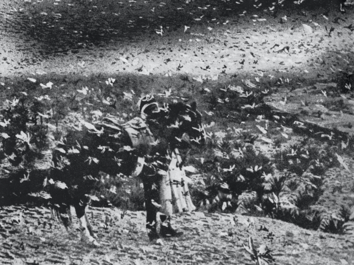 In 1875, the largest locust plague in history turned US skies black, when a swarm 1,800 miles long and 110 miles wide flew over the Midwest. Scientists believe there were trillions of "Rocky Mountain Locusts," a type of insect that