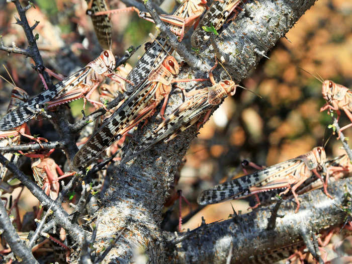 Locust plagues have been recorded since ancient Egypt, but there