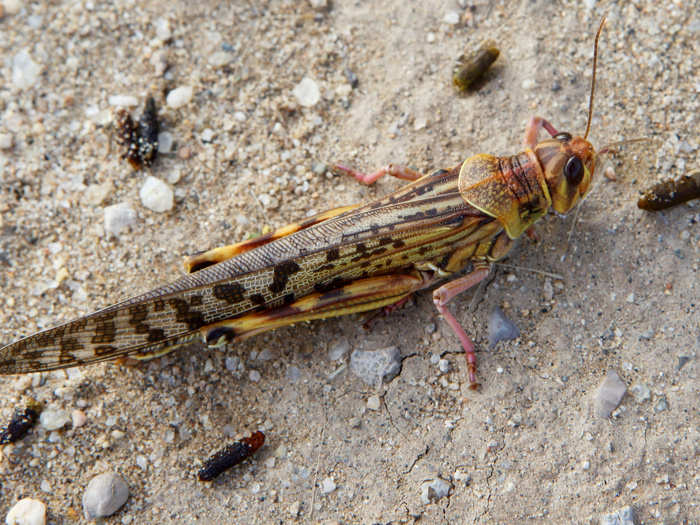 During plague recessions, or "quiet periods," desert locusts typically live in very dry areas of Africa, the Middle East, and South-West Asia that receive fewer than eight inches of rain per year.