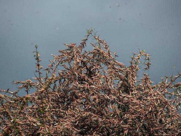 Author Laura Ingalls Wilder describes how terrifying a swarm can be in her book "On the Banks of Plum Creek." She wrote that she could feel the insects squishing beneath her feet and hear and the sound of "millions of jaws biting and chewing."