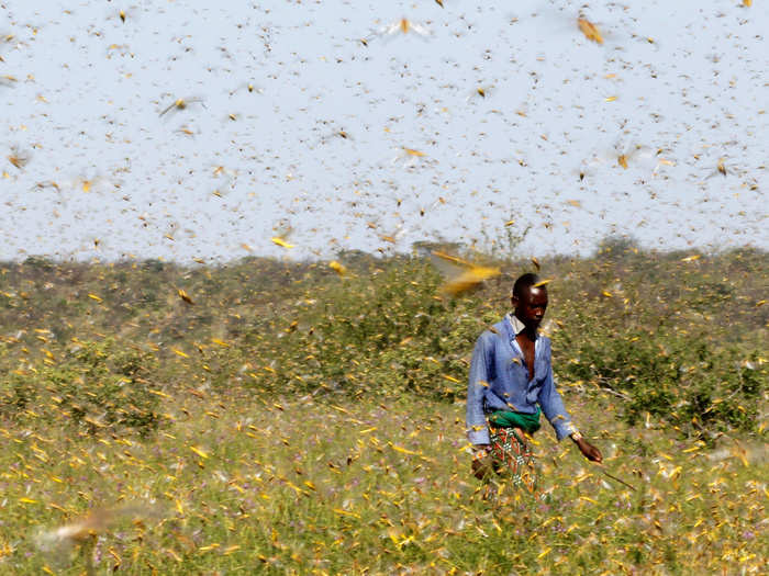 A swarm can spread over 460 square miles, with 40 million to 80 million locusts per half-square mile.