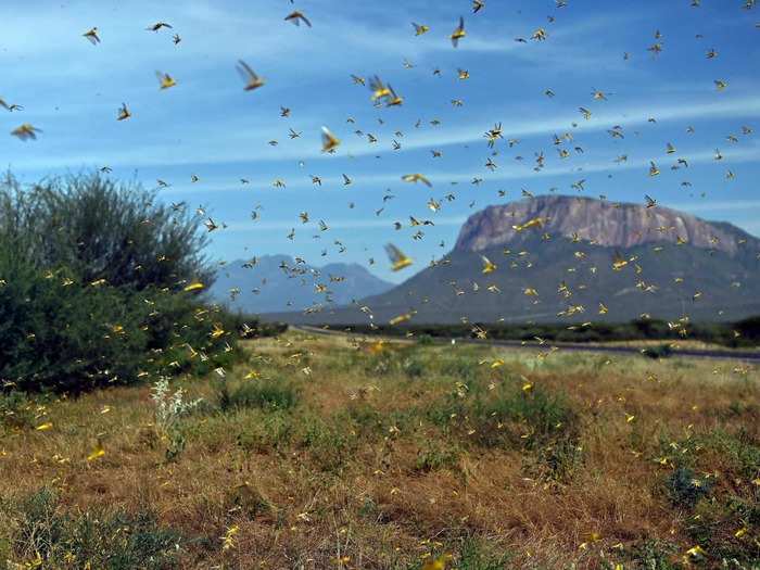 Each locust in a swarm can eat its own weight in food per day. A small portion of an average swarm eats around the same amount as 10 elephants, or 2,500 people.