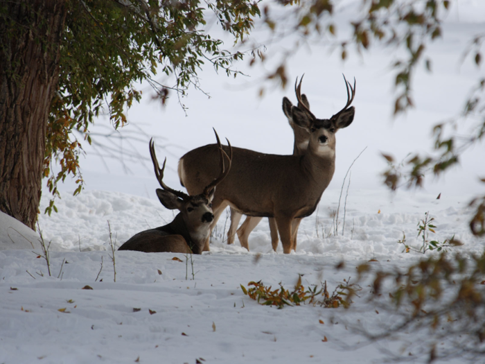 Wildlife such as elk, deer, wild turkeys, and pheasants can be seen roaming the property.