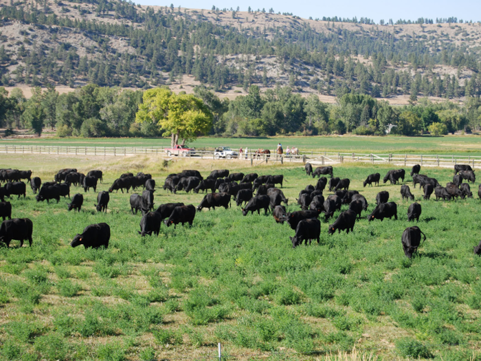 The operating ranch can accommodate about 1,000 cattle and horses.