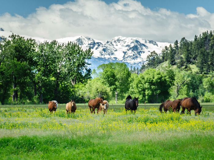 The Beartooth Ranch spans 12,350 acres of irrigated meadows, pastures, and pine foothills.