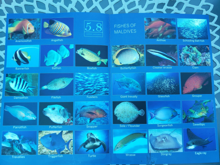 The restaurant provides a guide to the fish you’ll see surrounding you. Throughout the night, we didn’t see turtles or rays, but we did see almost every fish on the list, as well as a moray eel, a nice surprise since it is not on the list.