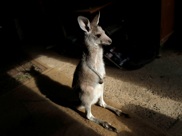 In January, a fire ravaged a third of Kangaroo Island, which sits off the coast of South Australia and is home to lots of unique wildlife. Thousands of kangaroos and koalas were thought to be killed.