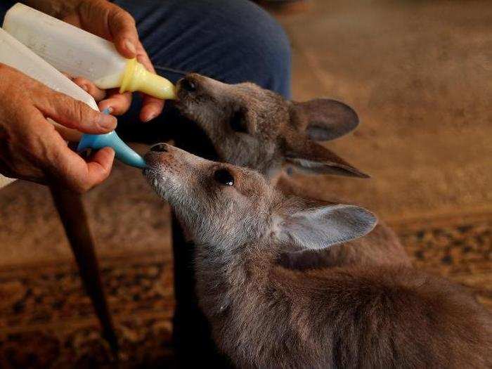 The isolation of Australia